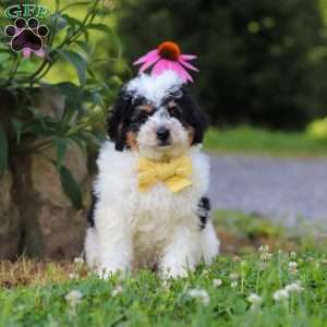 Tundra, Mini Bernedoodle Puppy